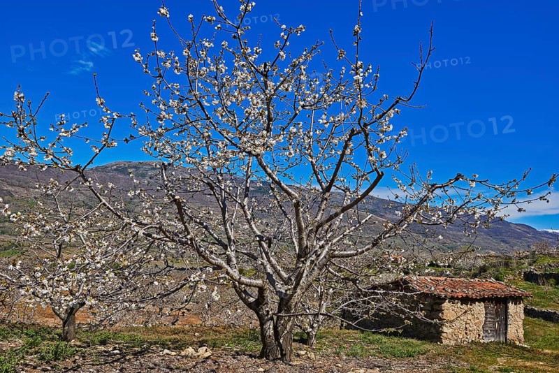 Cherry trees