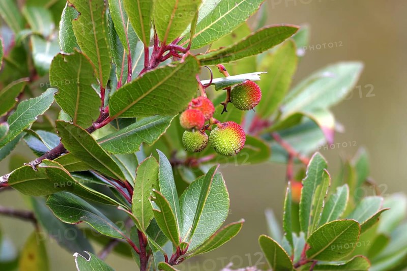 Western strawberry tree
