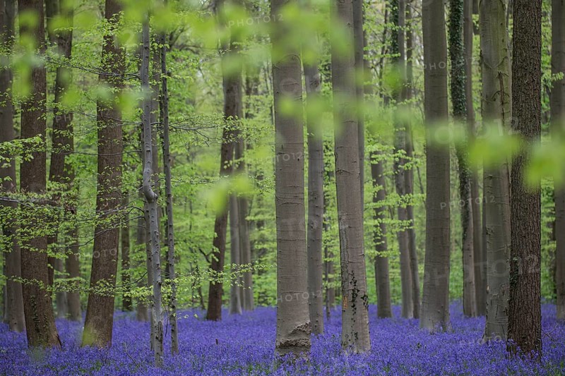 Bluebells