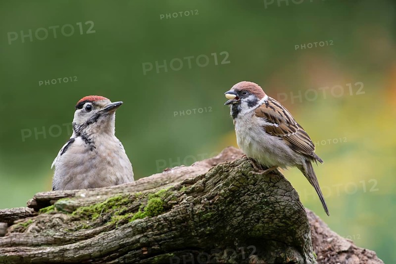 Young spotted woodpecker and