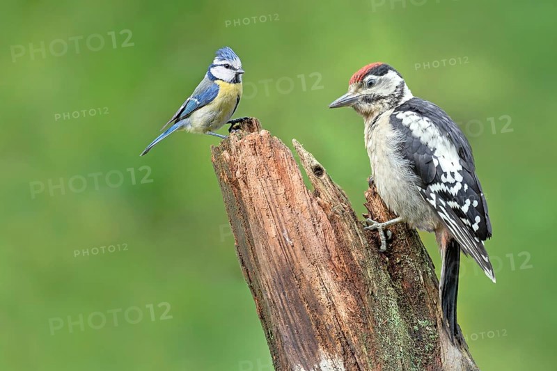 Young spotted woodpecker