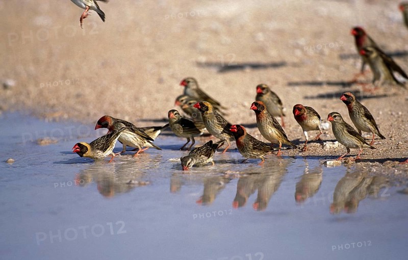 Red Billed Quelea