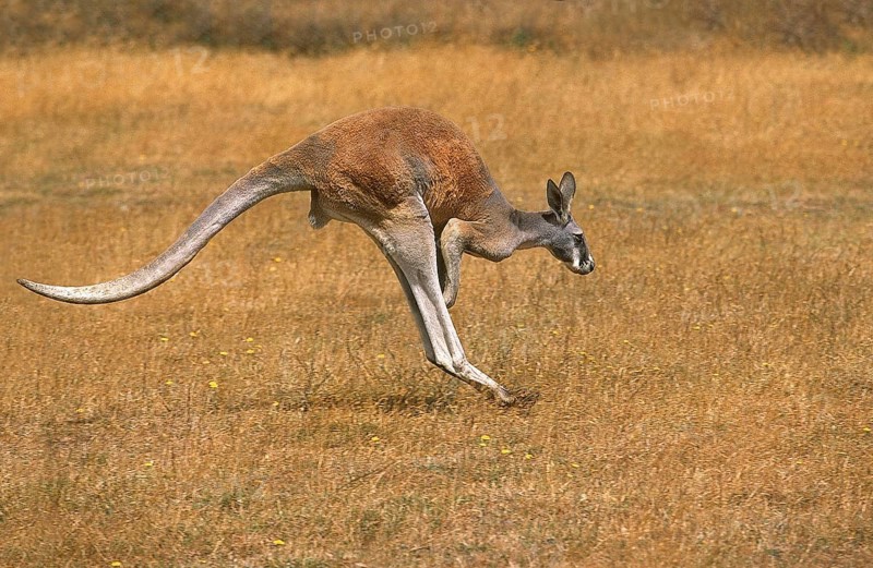 RED KANGAROO