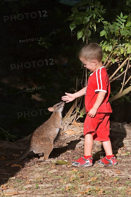 BOY WITH BENNETT'S Red necked wallaby