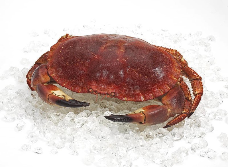 EDIBLE CRAB Hermit crab