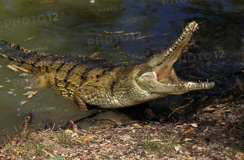 Australian feeder crocodile
