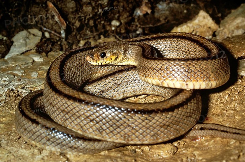 Ladder snake
