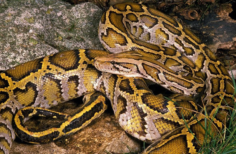 INDIAN Indian python