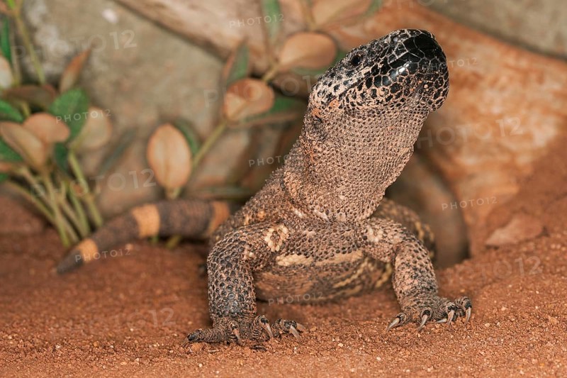 BEADED LIZARD