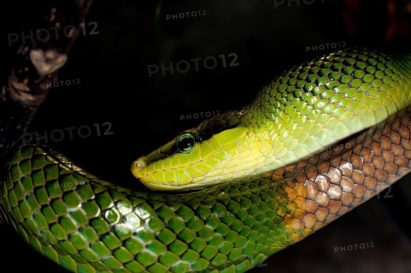 RED-TAILED GREEN RAT SNAKE gonyosoma oxycephala