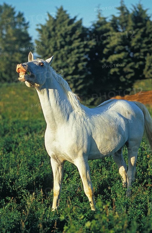 LIPIZZANER
