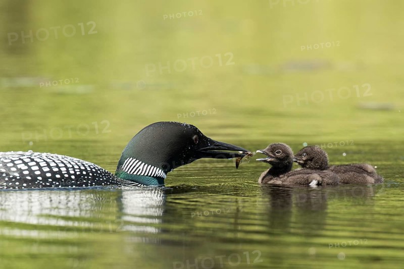 Common loon