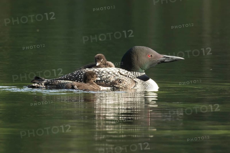 Common loon