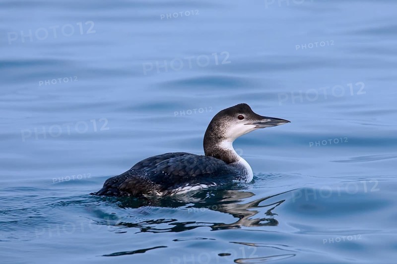 Common loon