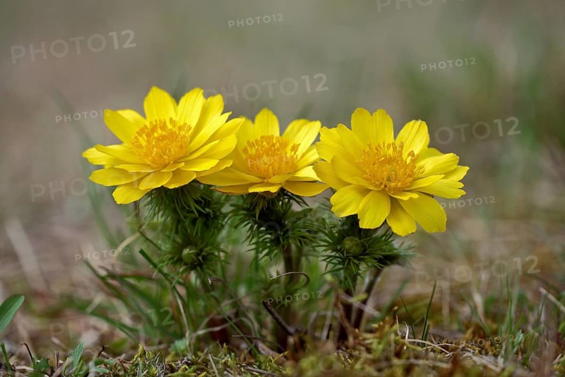 Spring Pheasantry