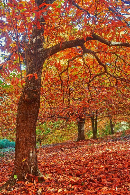 Autumn