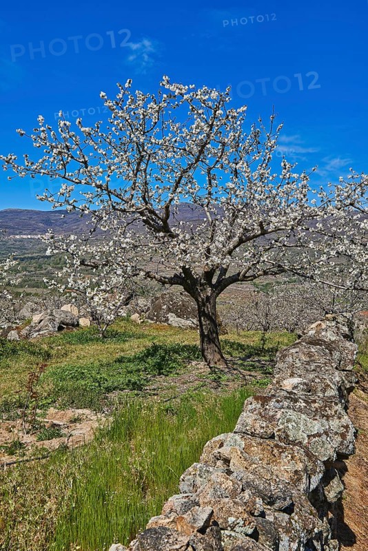 Cherry trees