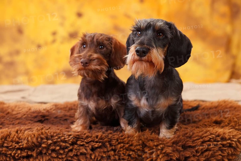 Dwarf greyhound dachshund