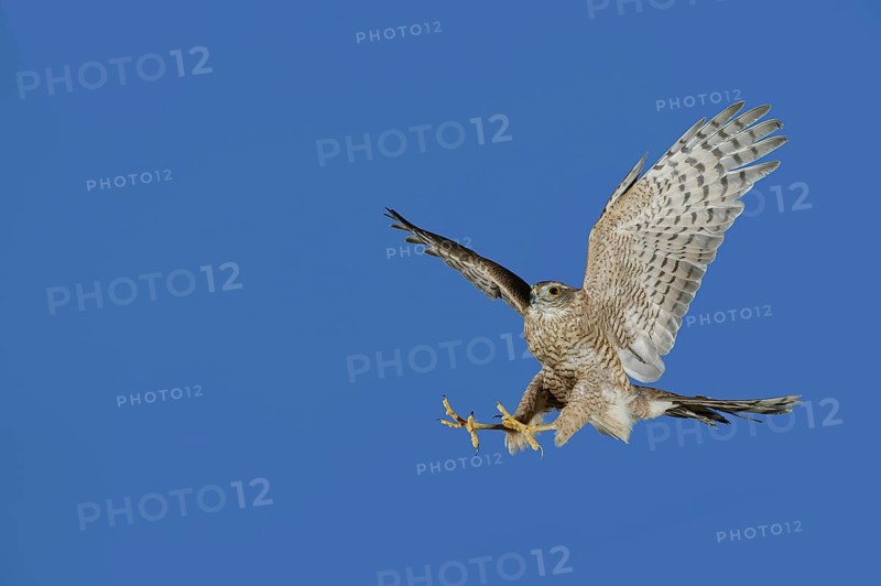 EUROPEAN SPARROWHAWK