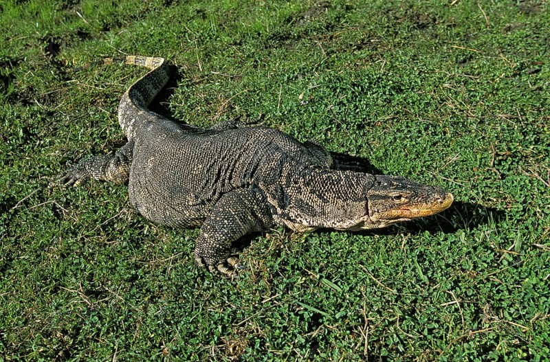 Water Monitor
