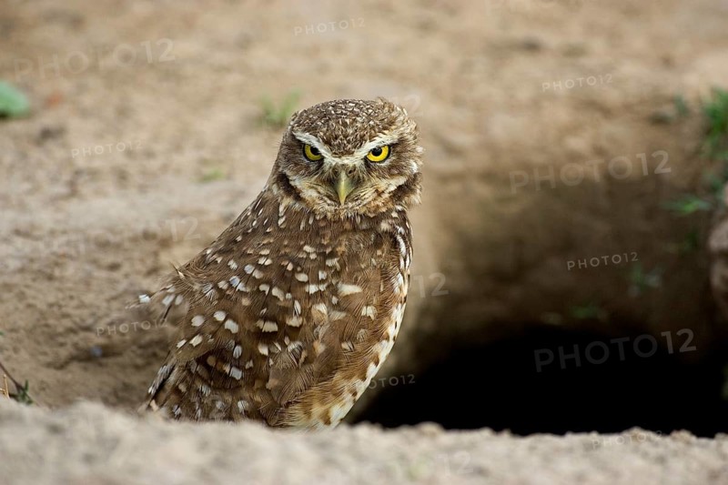 Burrowing owl
