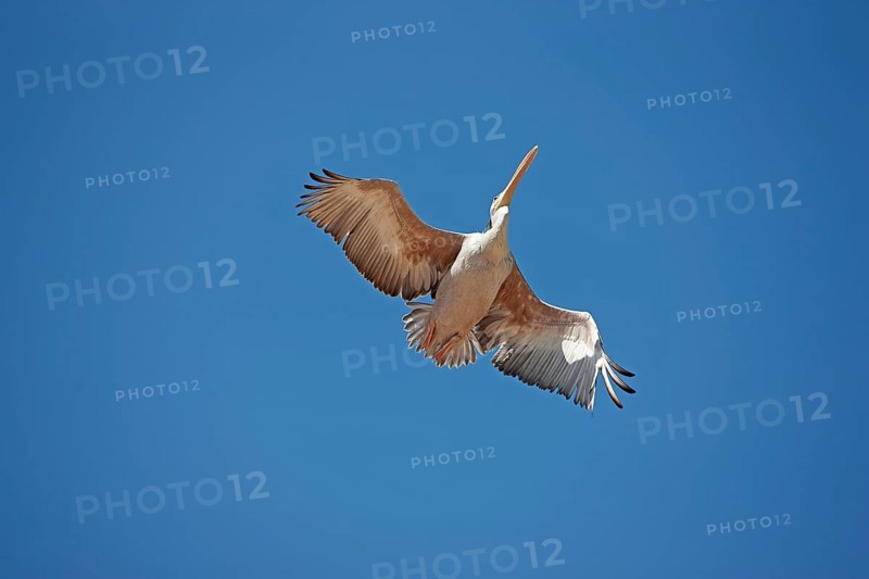 Pink backed Pelican
