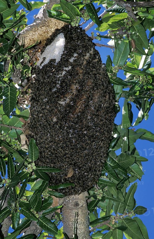 Swarm of bees in Kenya