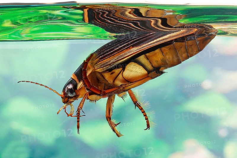 Great Diving Beetle