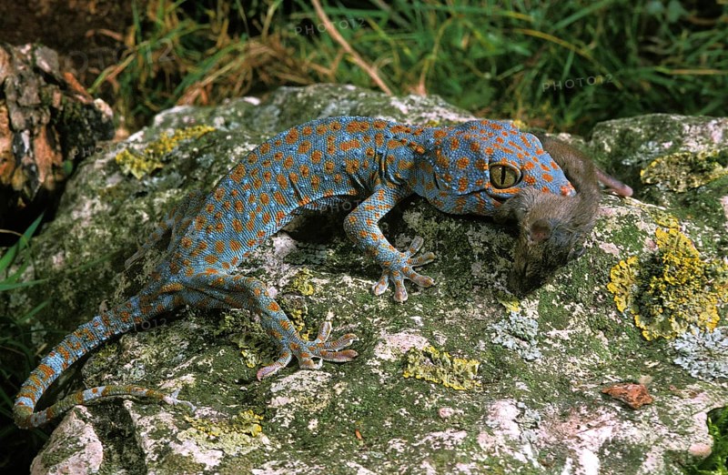 Tokay gecko