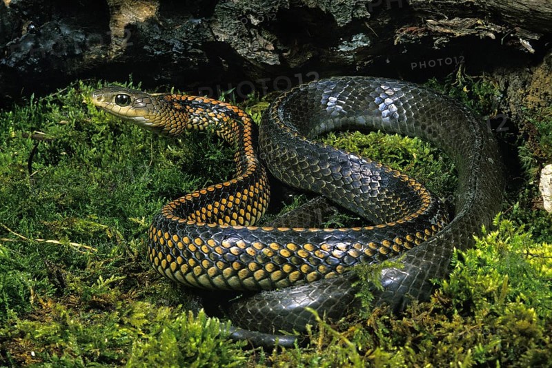 Rat snake ptyas dhumnades