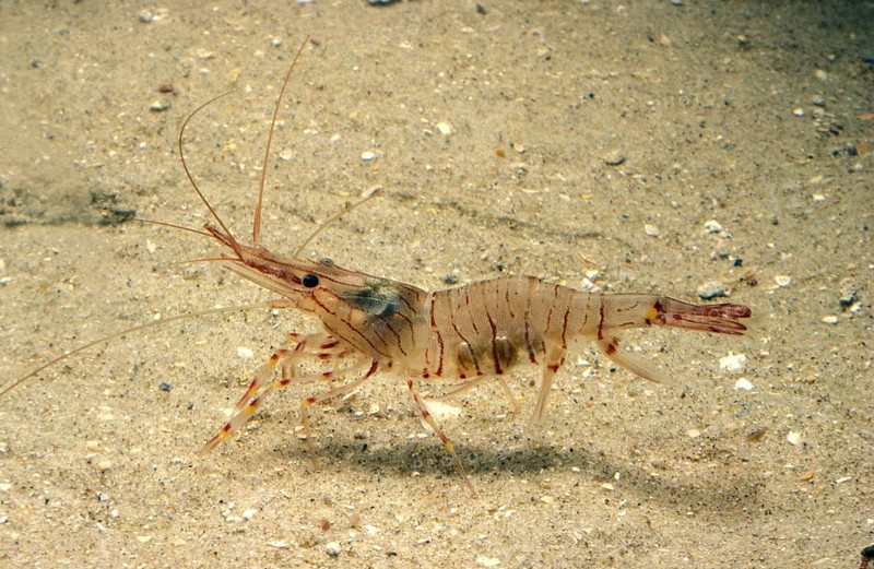 Common Palaemon sp.