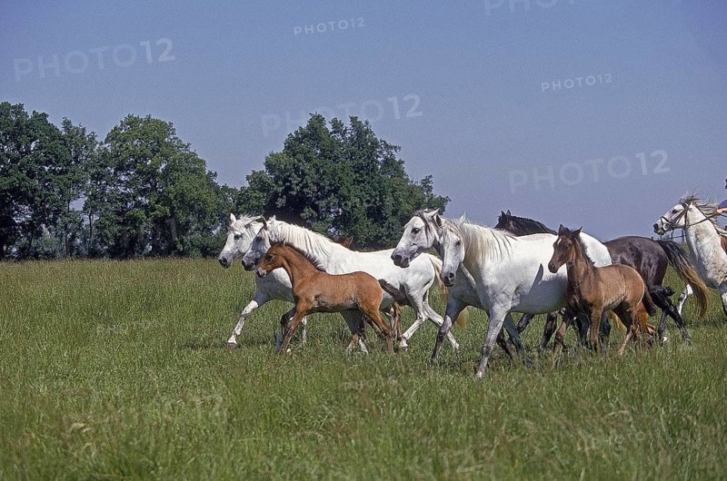 LUSITANO HORSE