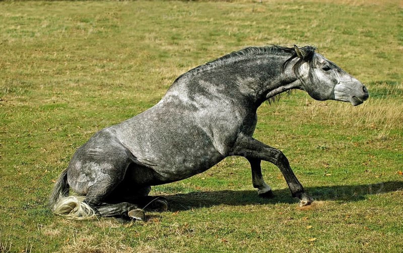 LUSITANO HORSE GETTING UP FROM THE GROUND