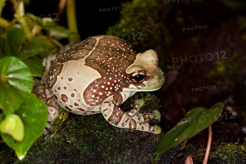 Amazon Milk Frog