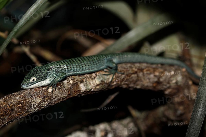 Alligator lizard