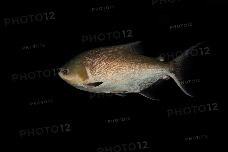 Black Pacu