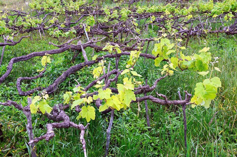Old vines in the Orotava Valley