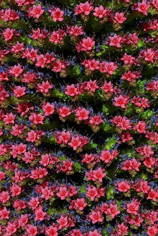 Wildprets viper's bugloss