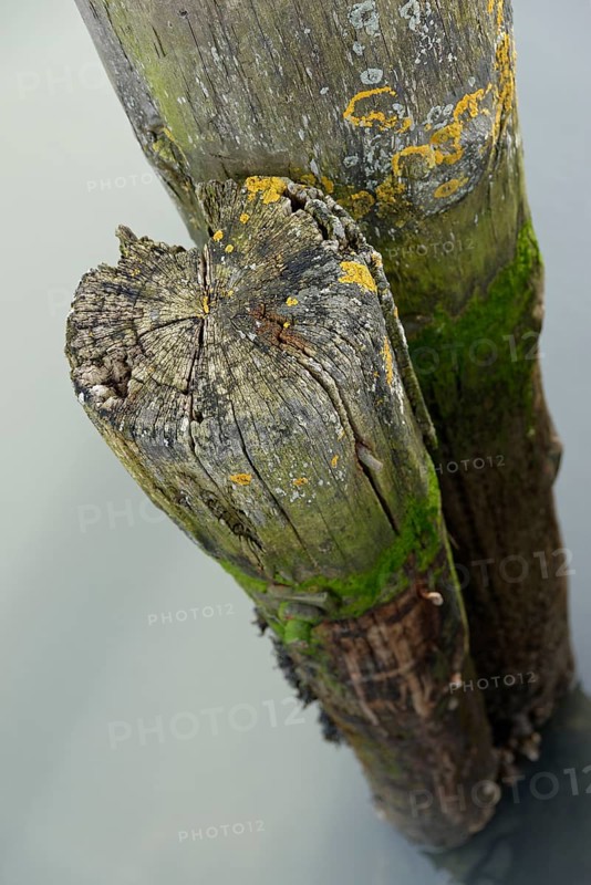 Old wooden bollards