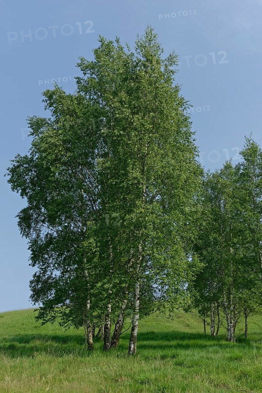 Warty birches