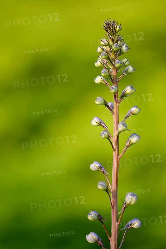 Forking larkspur