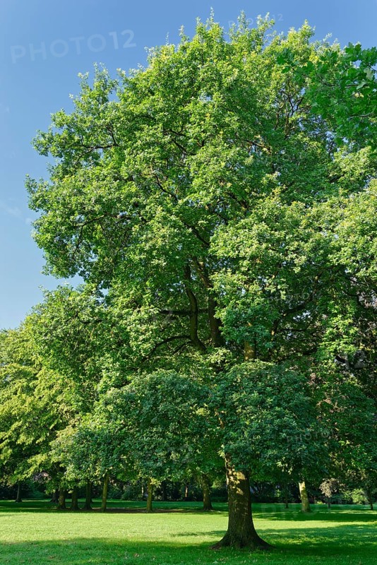 Common oak