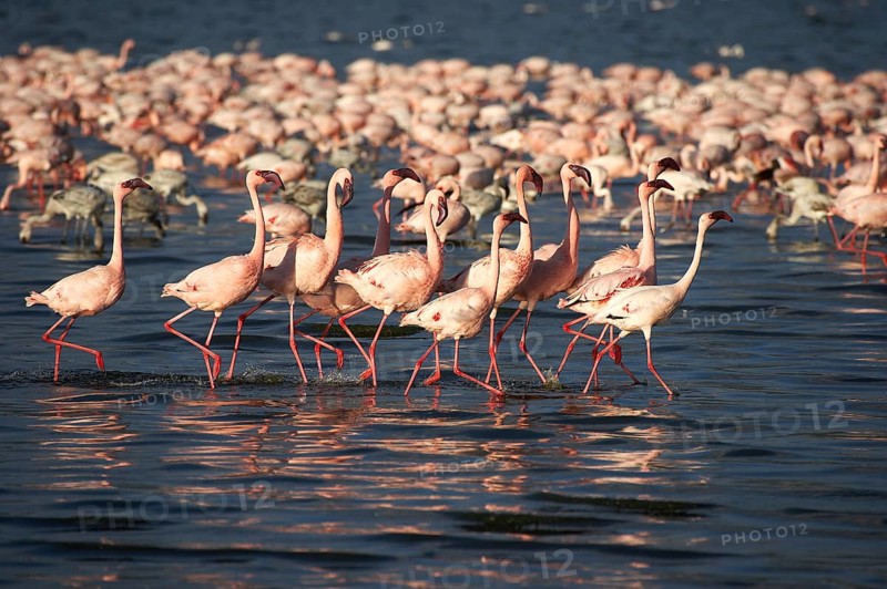 Lesser Flamingo