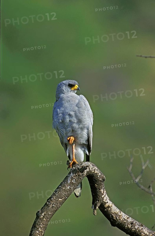 Pale Chanting Goshawk