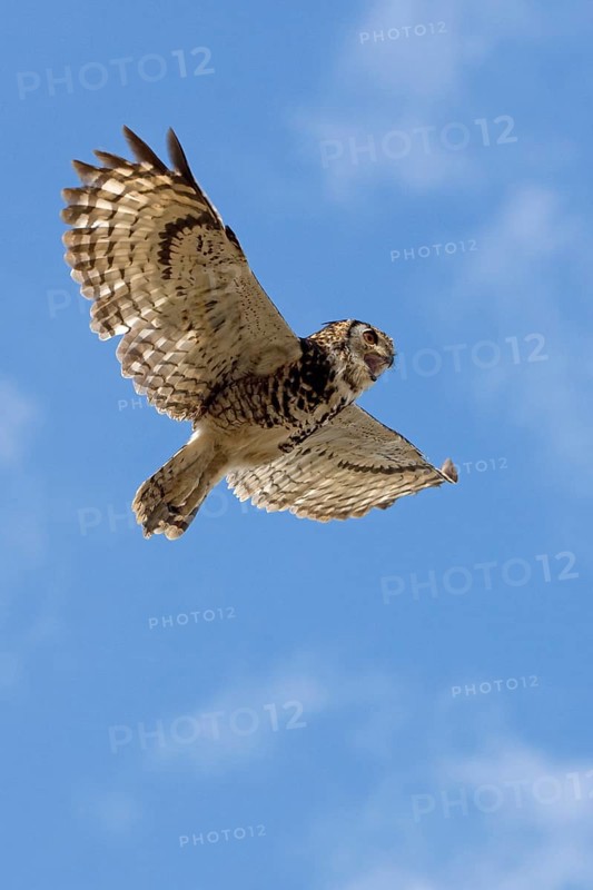 Cape Eagle Owl