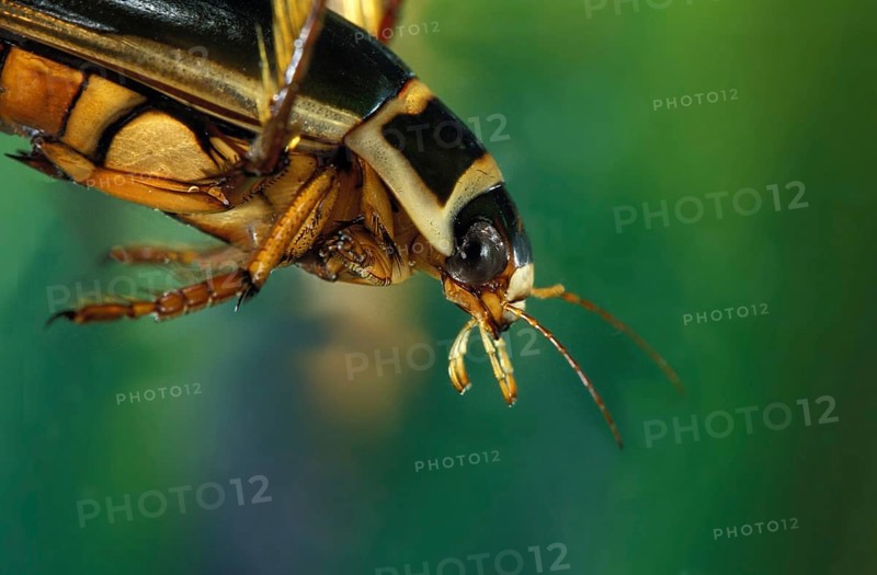 Great diving beetle