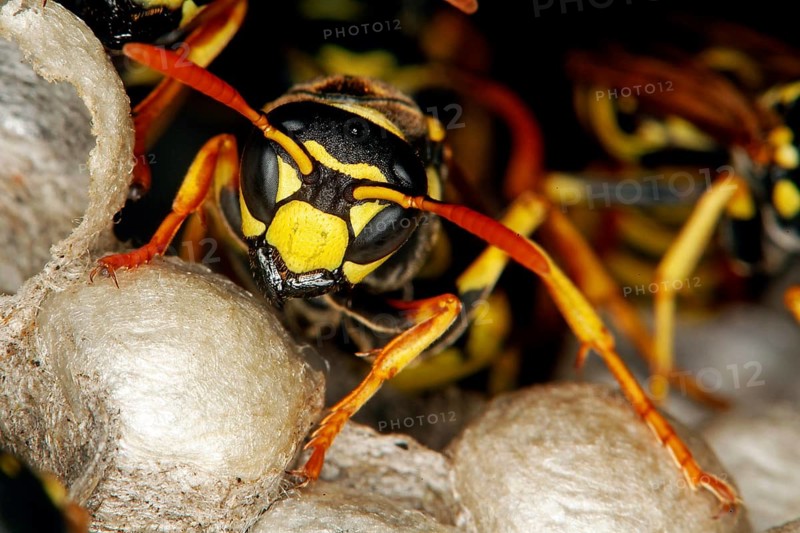 Common Wasp