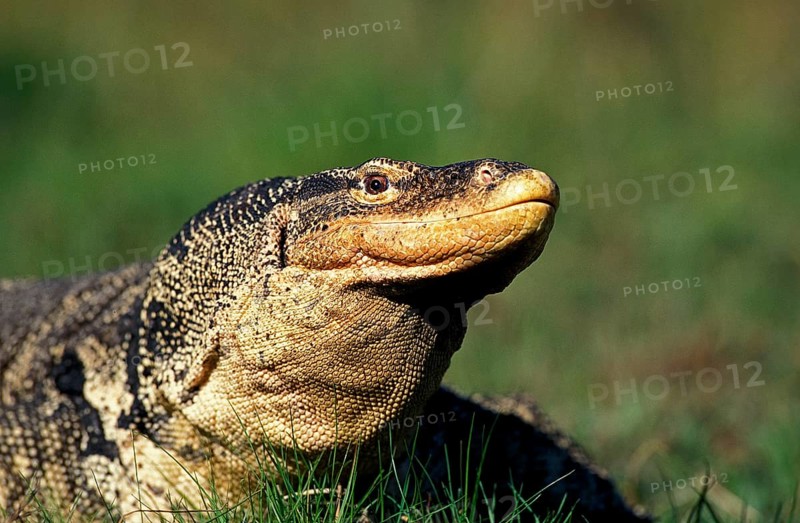WATER MONITOR
