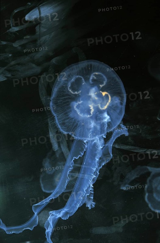 Common jellyfish or moon jellyfish
