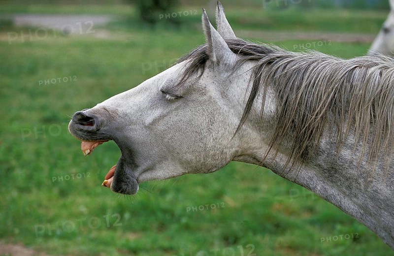 Lipizzaner horse